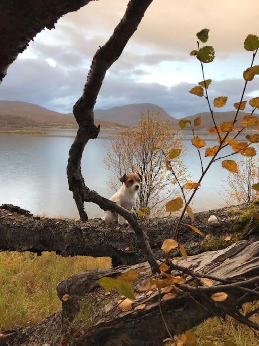 Trivelig Fritidshus Pa Arnes, Senja Straumstad Exterior foto